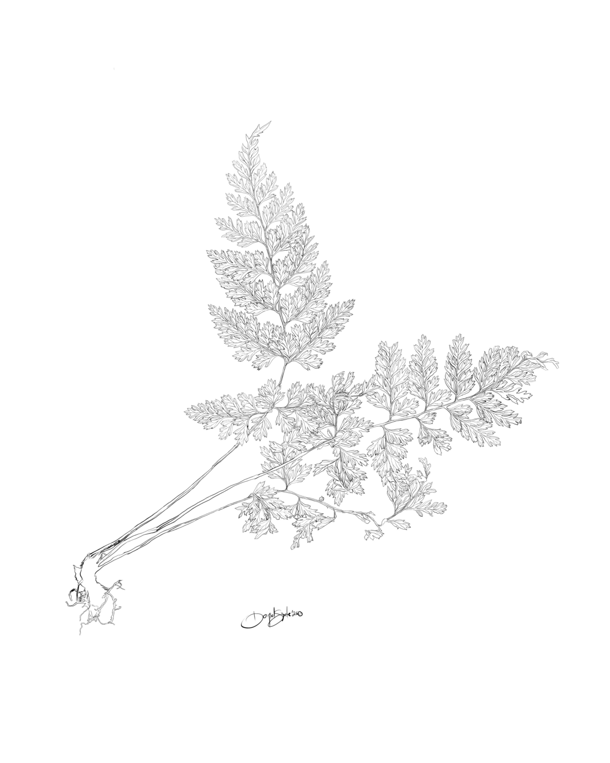 Aspidotis Schimperi- limited edition prints by Sixte Kakinda - Image 3
